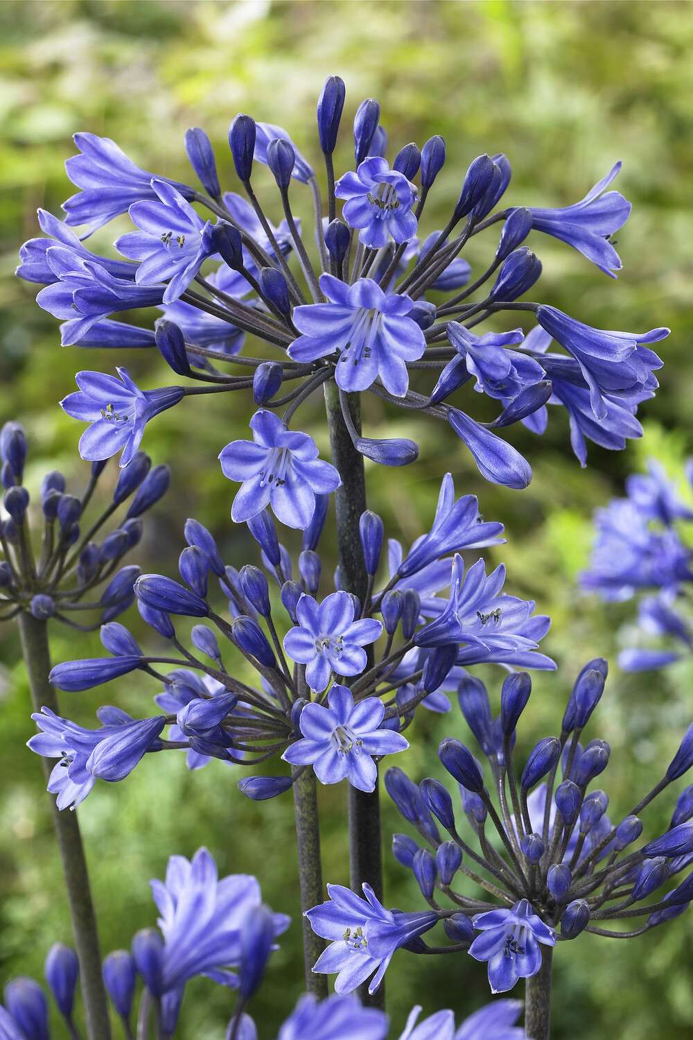 Skærmlilje 'Black Buddhist'